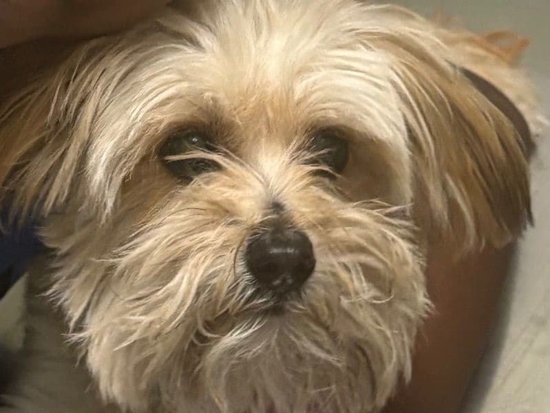 Maltipoo 4 years 7 months old female small named Troublina for breeding in Los Angeles County, California | Petmeetly