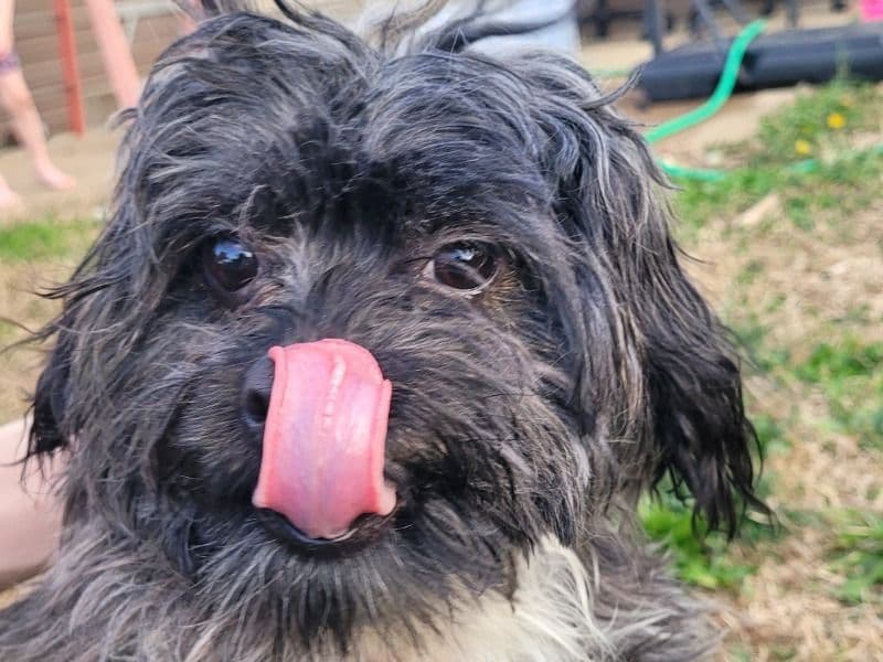 Shih Tzu 3 years old female small named Milli for adoption in Montgomery County, Tennessee | Petmeetly