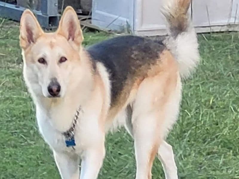 German Shepherd Husky 6 years 5 months old male large named Bo for breeding in Bandera, Texas | Petmeetly