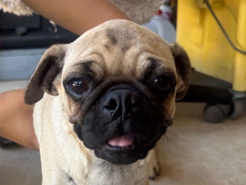Lexus - Pug | Petmeetly