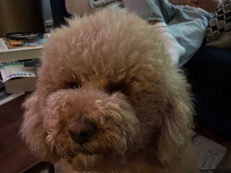 Cavapoo (Cavadoodle) 3 years 11 months old male medium named Mellow for breeding in Kings County, New York | Petmeetly