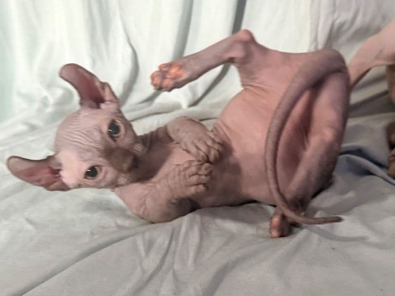 Sphynx 10 months old male named Admiral for adoption in Manitowoc County, Wisconsin | Petmeetly