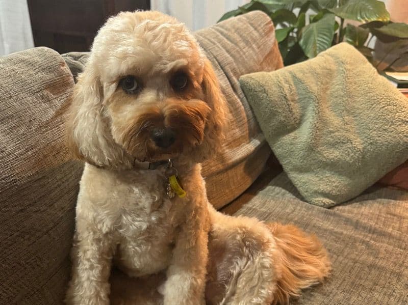 Cavoodle 3 years 3 months old female small named Willow for breeding in Casey City, Victoria | Petmeetly