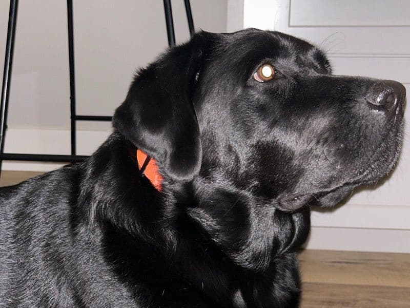 English Labrador Retriever 4 years old male large named Trigger for breeding in Harrison County, Iowa | Petmeetly