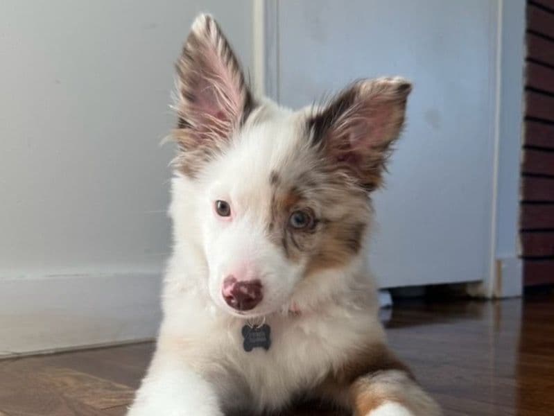Miniature Australian Shepherd 1 year 9 months old male medium named Ollie for breeding in Nassau County, New York | Petmeetly