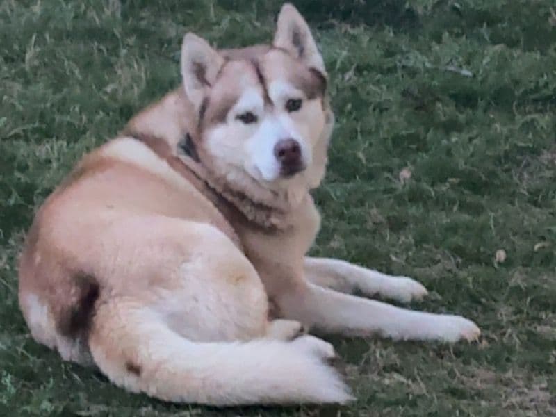 Siberian Husky 5 years 4 months old male large named Kai for breeding in Davidson County, North Carolina | Petmeetly