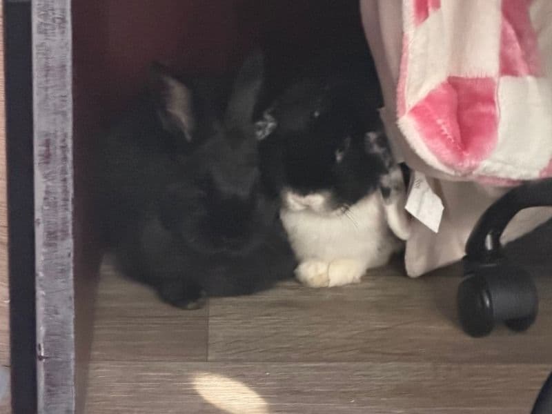Lemon And Bunbun - American | Petmeetly