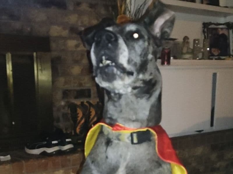 Great Dane 4 years 2 months old female extra large named Daisy for breeding in Oklahoma County, Oklahoma | Petmeetly