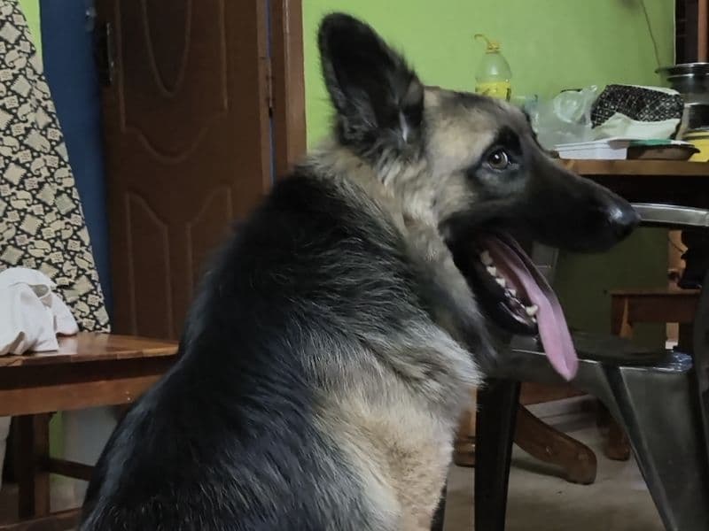 Czech German shepherd 2 years 5 months old male medium named Lucky for breeding in Chennai, Tamil Nadu | Petmeetly