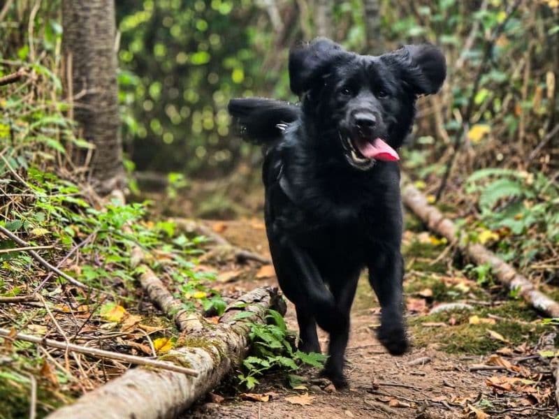 Golden Retriever 1 year 1 month old male large named Hudson for breeding in Whatcom County, Washington | Petmeetly
