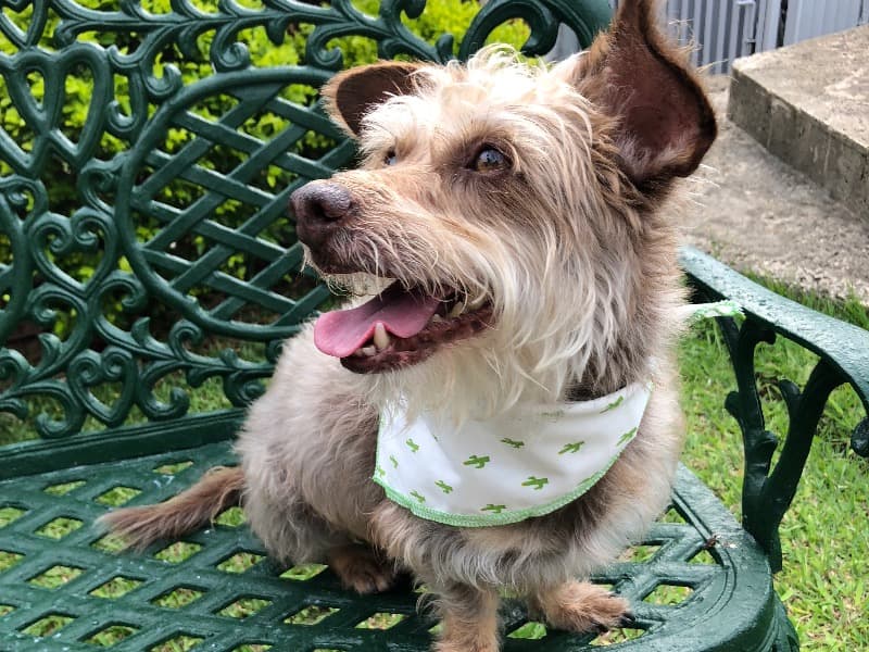 Miniature Schnauzer 12 years 3 months old male small named Oskar for breeding in Jefferson Parish, Louisiana | Petmeetly