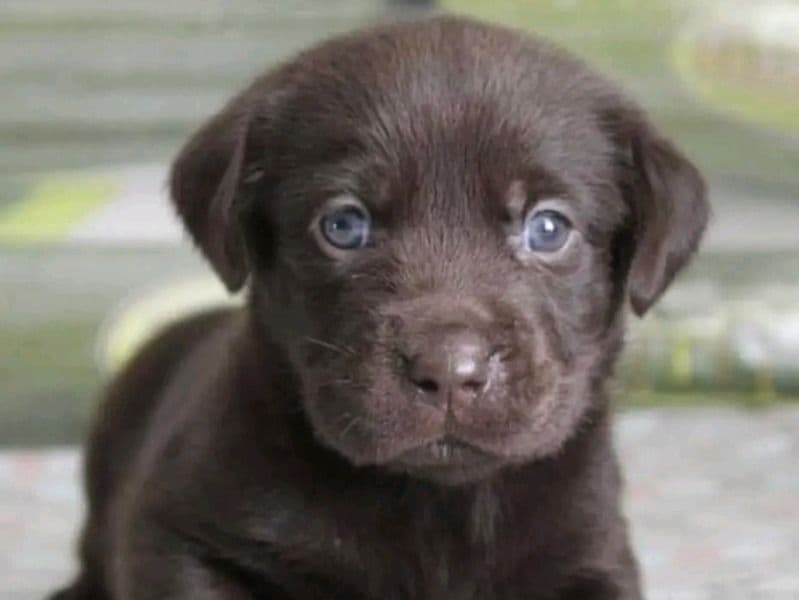 Labrador Retriever 2 months old male small named Maxwill for sale in Harris County, Texas | Petmeetly