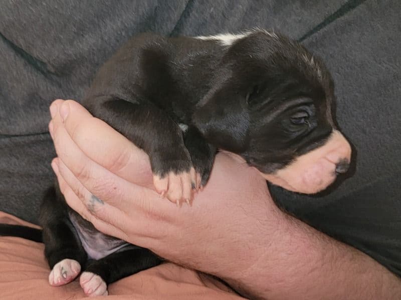 Great Dane 1 month old female extra large named Spot Born1/1/2026 for sale in Dallas County, Texas | Petmeetly