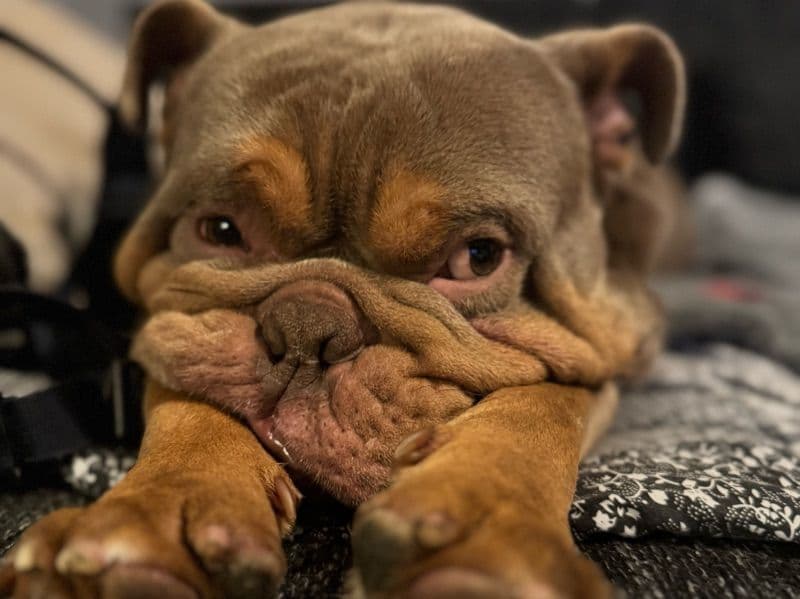 Old English Bulldog 3 years 6 months old male medium named Bruce for breeding in Nottingham, England | Petmeetly