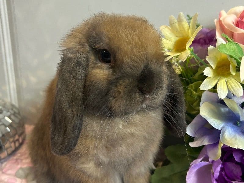 Holland Lop 7 months old male named Shaggy for breeding in Isanti County, Minnesota | Petmeetly
