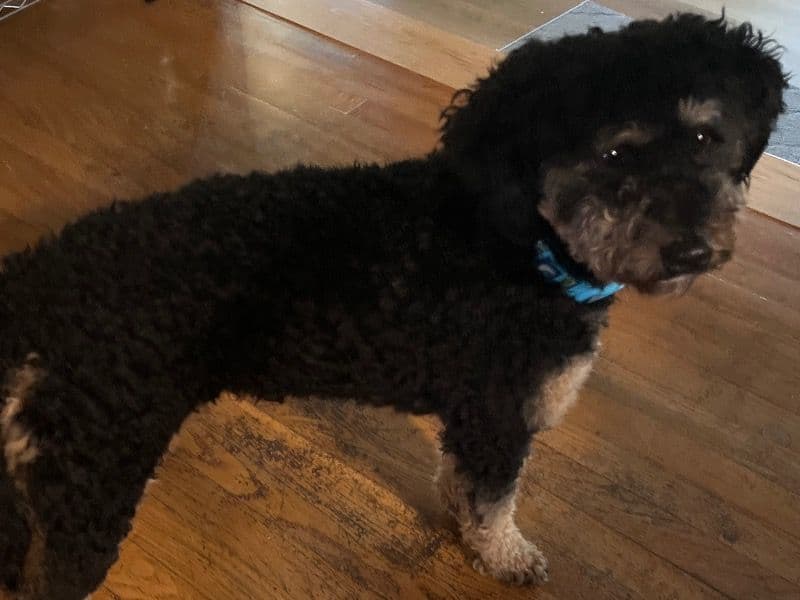 Mini Bernedoodle 1 year 5 months old female medium named Bear for breeding in Livingston County, New York | Petmeetly