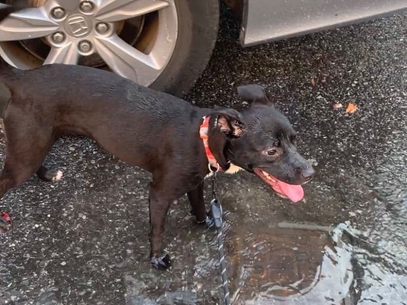 Labrador Retriever 9 months old female small named Nova for breeding in Kings County, New York | Petmeetly