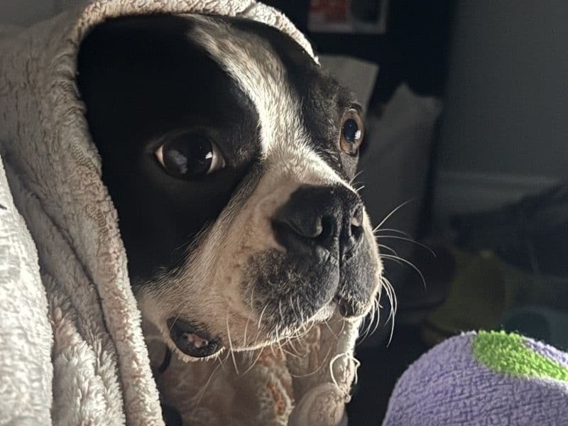 Boston Terrier 3 years 4 months old male small named Finny for sale in Orange County, California | Petmeetly