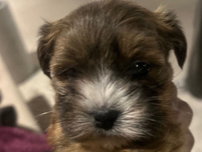 Shih Tzu 1 month old male small named Milo for breeding in Lee County, Florida | Petmeetly