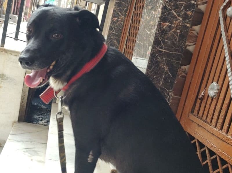 Indian Pariah Dog 9 years 1 month old male medium named Kalu for breeding in Delhi Division, Delhi | Petmeetly