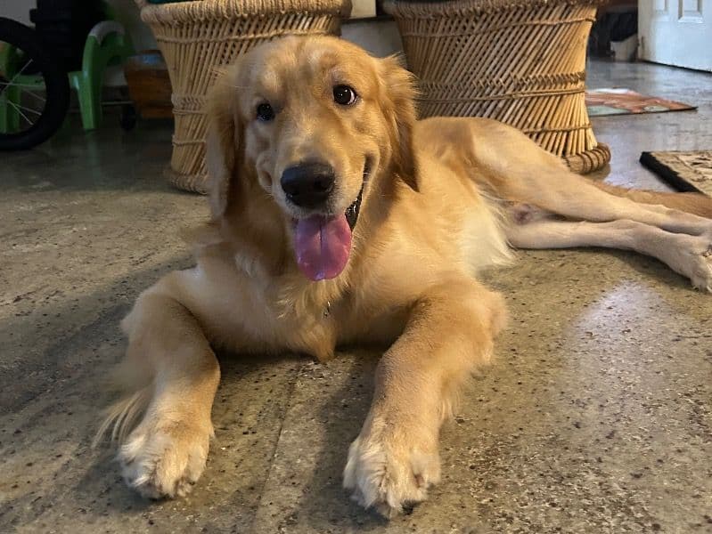 English Golden Retriever 1 year 11 months old male medium named Nyo for breeding in Chennai, Tamil Nadu | Petmeetly