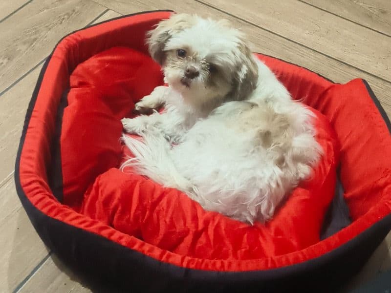 Shih Tzu 2 years old male medium named Orry for breeding in Meerut Division, Uttar Pradesh | Petmeetly