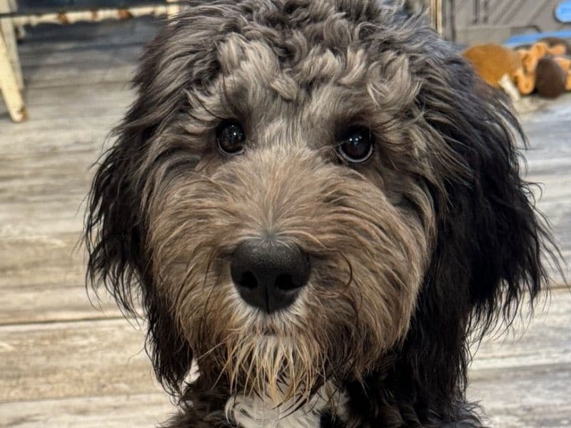 Bernedoodle 2 years 8 months old female medium named Poppy for sale in Cobb County, Georgia | Petmeetly