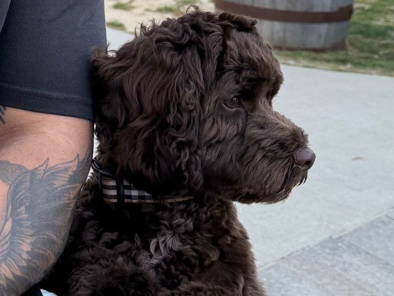 Cockapoo 1 year 5 months old male small named Reece for breeding in Yuma County, Arizona | Petmeetly