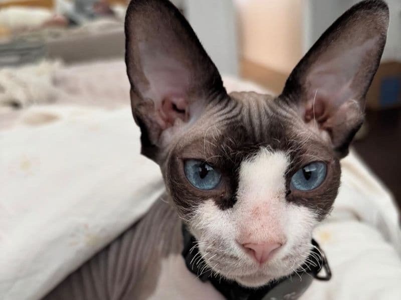 Sphynx 1 year 7 months old female named Remi for breeding in Riverside County, California | Petmeetly