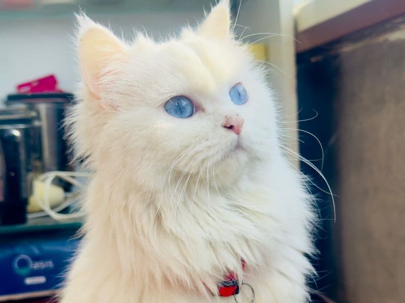 Persian 1 year 6 months old female named Laila for breeding in Meerut Division, Uttar Pradesh | Petmeetly