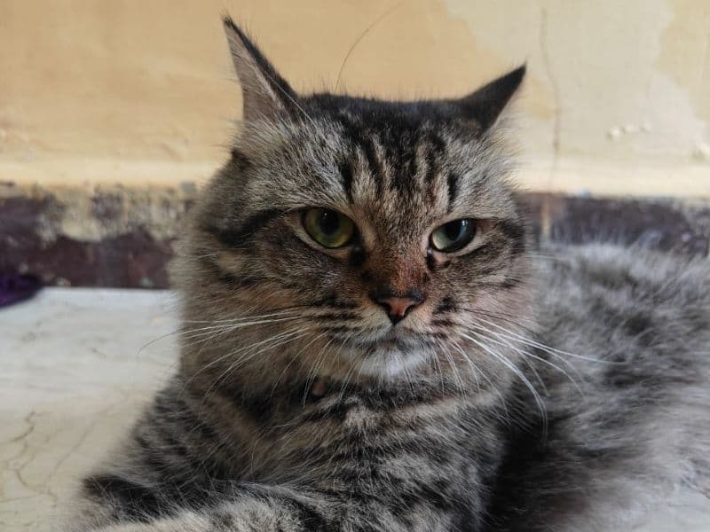 Siberian 2 years 6 months old female named Bella for breeding in Konkan Division, Maharashtra | Petmeetly