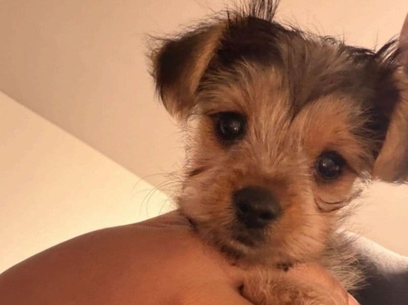 Bronx - Yorkshire Terrier | Petmeetly