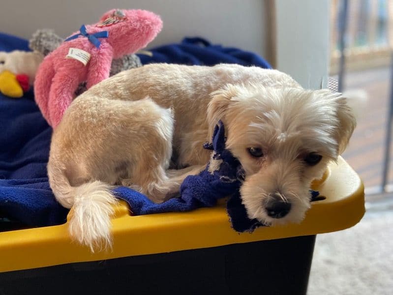 Morkie 2 years 2 months old male small named Kobe for breeding in Cuyahoga County, Ohio | Petmeetly