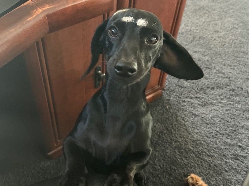 Harvey primary photo