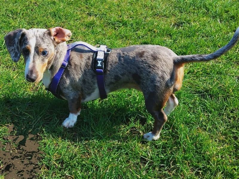 Dachshund 3 years 11 months old female small named Lily for breeding in Derby, England | Petmeetly