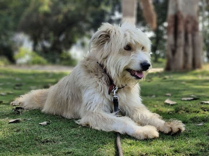 White Labrador Retriever 4 years old female medium named Honey for breeding in Hyderabad, Telangana | Petmeetly