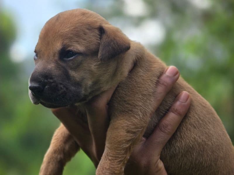 American PitBull Terrier 7 months old male medium named Bacardi for breeding in Thiruvalla, Kerala | Petmeetly