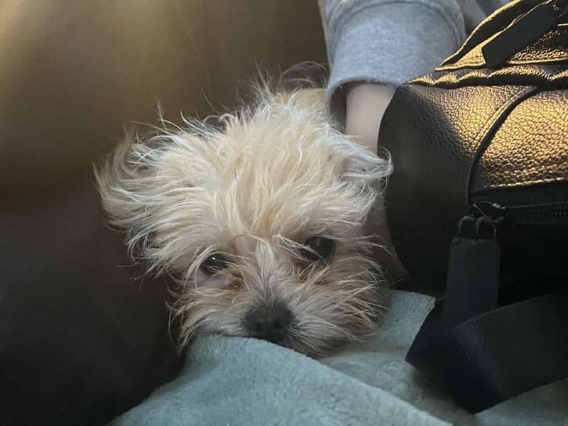 Maltese Shih Tzu 7 months old female small named Little Lady for breeding in Whitehorse City, Victoria | Petmeetly