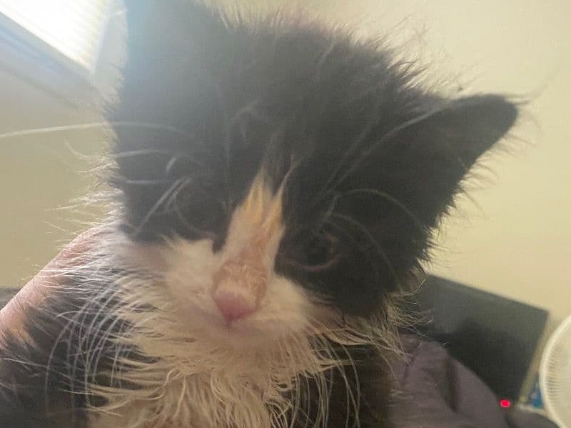 Tuxedo Cat 9 months old male named Ash for breeding in Madison County, Kentucky | Petmeetly