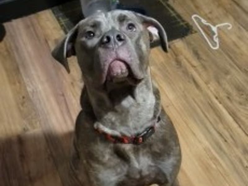 Cane Corso 1 year 9 months old male extra large named Cerberus for breeding in Lewis County, Washington | Petmeetly