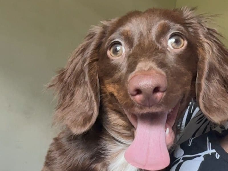 Miniature Dachshund 9 months old male small named Naveen for breeding in Forrest County, Mississippi | Petmeetly