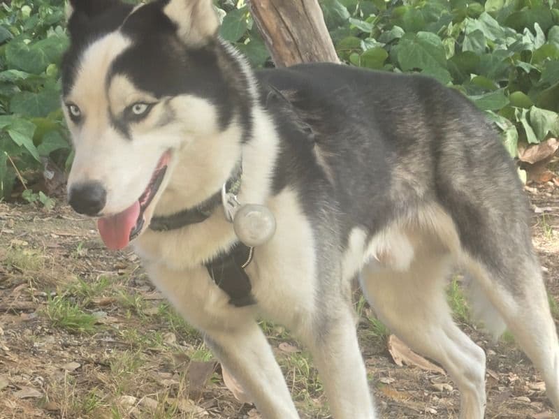 Alaskan Husky 2 years old male medium named Spawn for breeding in Los Angeles County, California | Petmeetly