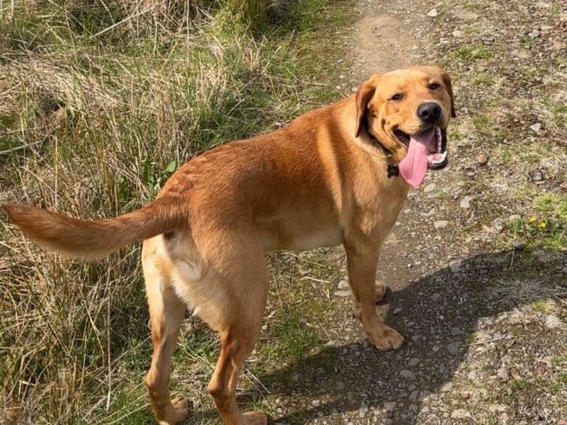 Fox Red Labrador 1 year 7 months old male medium named Milo for breeding in Dumfries and Galloway, Scotland | Petmeetly