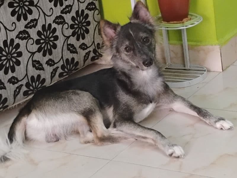German Shepherd Husky 1 year 10 months old male medium named Bobby for breeding in Chennai, Tamil Nadu | Petmeetly