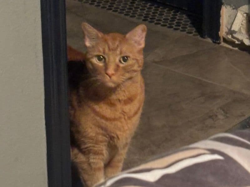 American Shorthair 8 years 1 month old male named August for breeding in Brevard County, Florida | Petmeetly