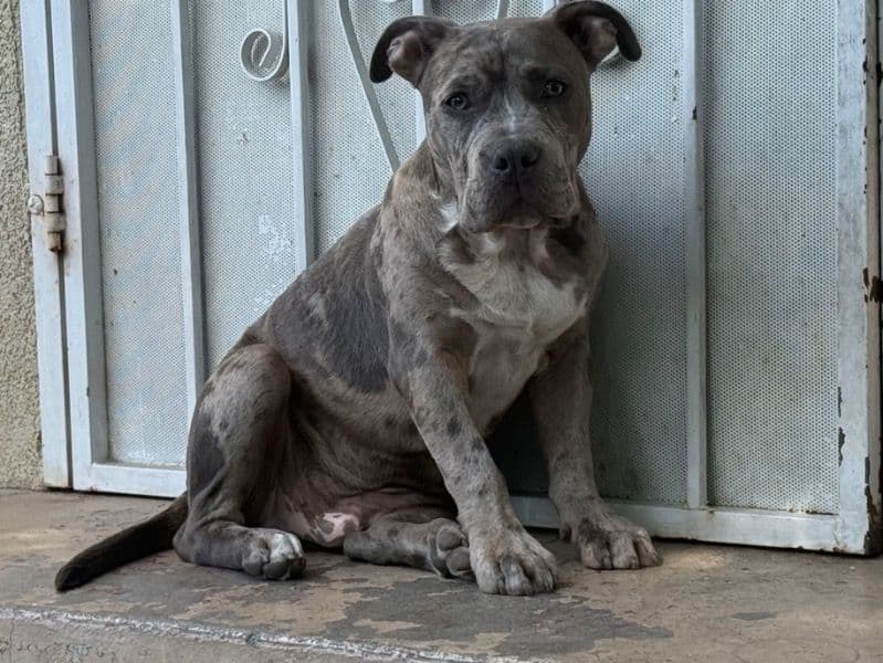 Staffordshire Bull Terrier 10 months old male large named Leviticus for breeding in San Bernardino County, California | Petmeetly