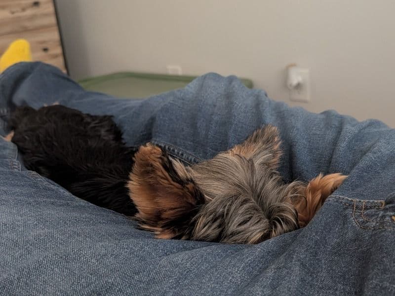 Yorkshire Terrier 1 year 4 months old female small named Evie for breeding in Cocoa, Florida | Petmeetly