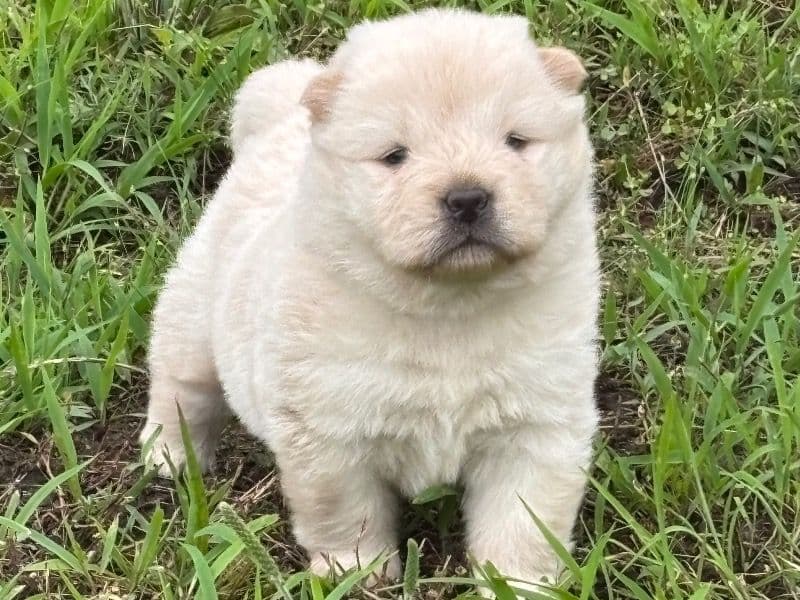 Chow Chow 7 months old male small named Sky for breeding in Tulsa County, Oklahoma | Petmeetly