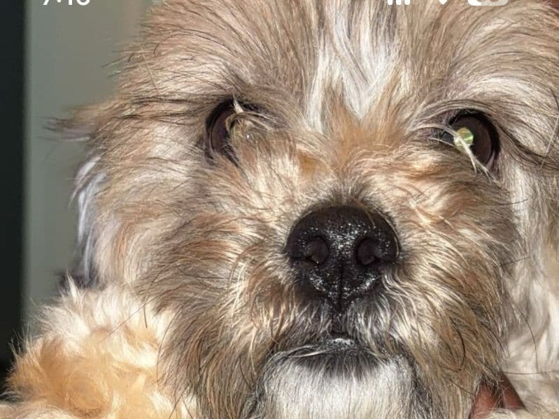 Maltipoo 2 years 3 months old female small named Minkz for breeding in Harris County, Texas | Petmeetly