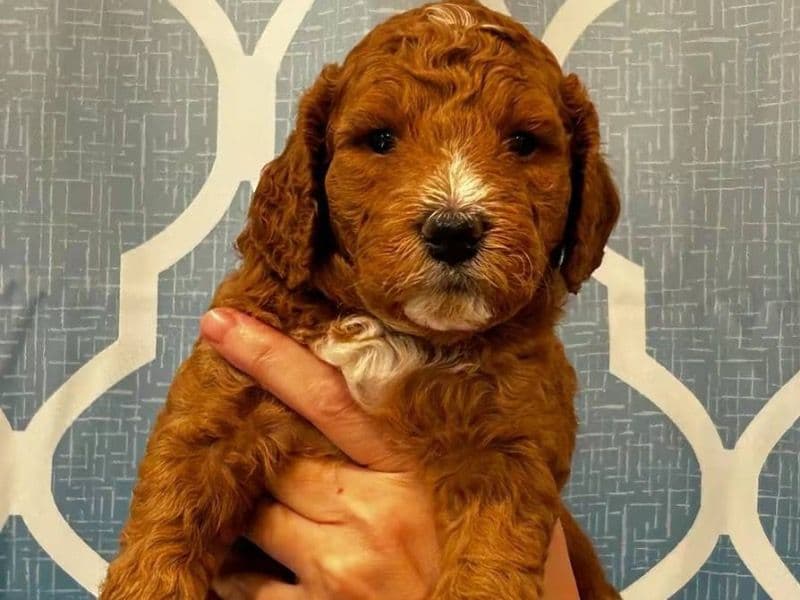 Goldendoodle 2 months old male small named Blue for sale in Los Angeles County, California | Petmeetly